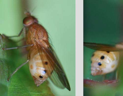 Sapromyzosoma laevatrispina